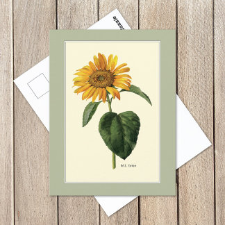 Sonnenblume British Botanical Illustration Postkarte