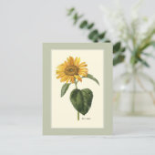 Sonnenblume British Botanical Illustration Postkarte (Stehend Vorderseite)