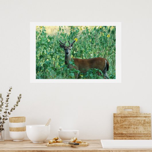 Sonnenblume Buck Poster (Küche)