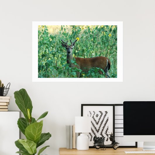 Sonnenblume Buck Poster (Heimbüro)
