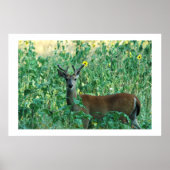 Sonnenblume Buck Poster (Vorne)