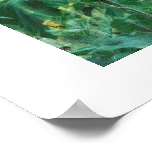 Sonnenblume Buck Poster (Ecke)