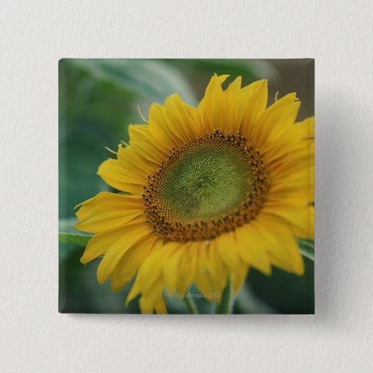 Sonnenblume Button (Vorderseite)