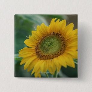 Sonnenblume Button