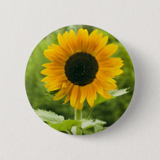 Sonnenblume Button