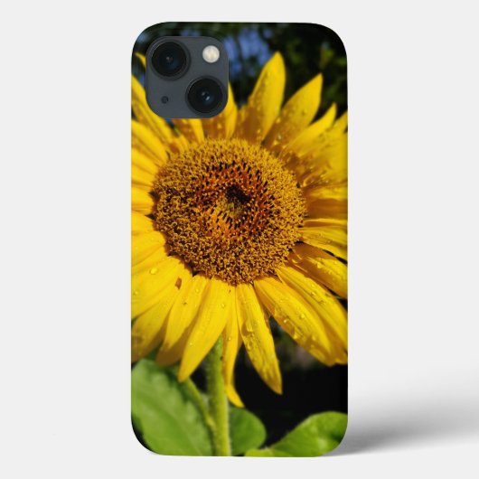 Sonnenblume Case-Mate iPhone Hülle (Rückseite)