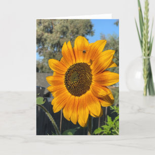 Sonnenblume Dankeskarte