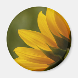 Sonnenblume Detail Magnet