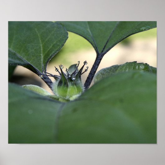 Sonnenblume Dew Poster (Vorne)