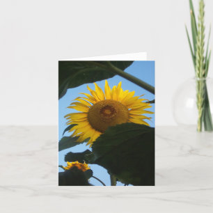 Sonnenblume, die Notecard späht Karte