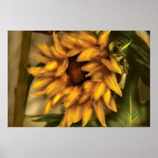 Sonnenblume - Die Sonnenblume Poster