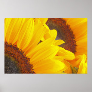 Sonnenblume Duet Poster