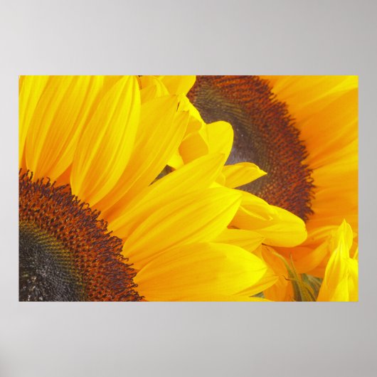 Sonnenblume Duet Poster (Vorne)