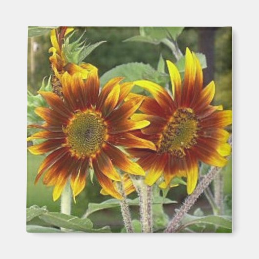 Sonnenblume Duo Magnet (Vorne)
