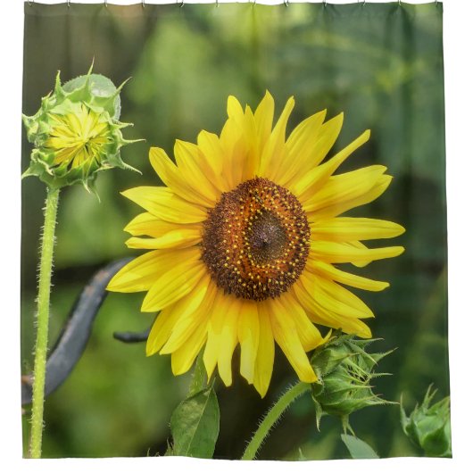Sonnenblume Duschvorhang (Vorderseite)