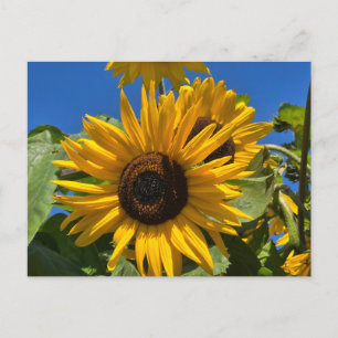 Sonnenblume Einladungspostkarte
