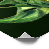 Sonnenblume entfaltet sich poster (Ecke)