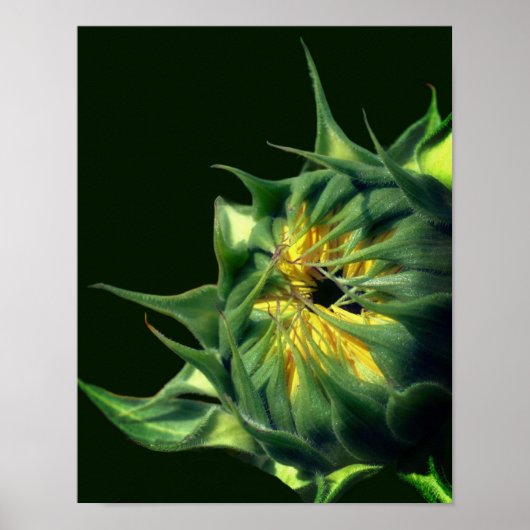 Sonnenblume entfaltet sich poster (Vorne)