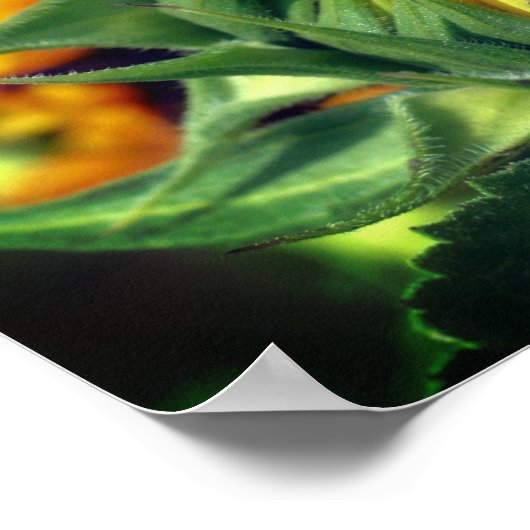 Sonnenblume entfaltet sich poster (Ecke)