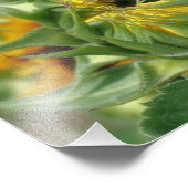 Sonnenblume Entfaltung 8x10 Fotodruck (Ecke)
