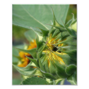 Sonnenblume Entfaltung 8x10 Fotodruck