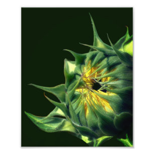 Sonnenblume Entfaltung 8x10 Fotodruck