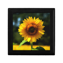 Sonnenblume Erinnerungskiste