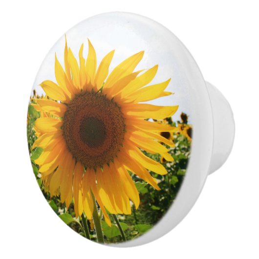 Sonnenblume-Fach-Zug Keramikknauf (Rechts)