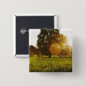 Sonnenblume-Feld am Sonnenuntergang mit einer Button (Vorne & Hinten)