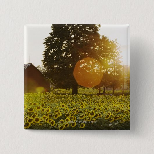 Sonnenblume-Feld am Sonnenuntergang mit einer Button (Vorderseite)