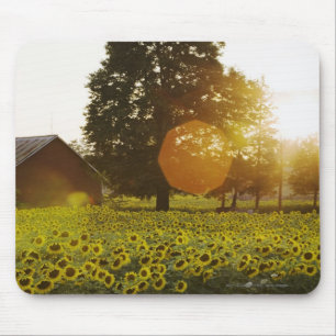 Sonnenblume-Feld am Sonnenuntergang mit einer Mousepad