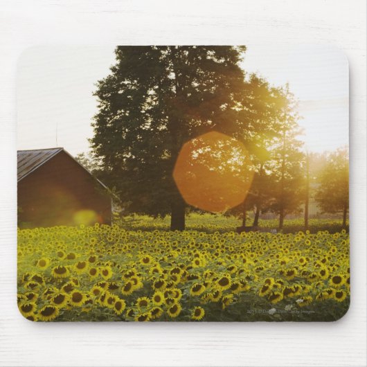 Sonnenblume-Feld am Sonnenuntergang mit einer Mousepad (Vorne)