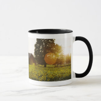 Sonnenblume-Feld am Sonnenuntergang mit einer Tasse