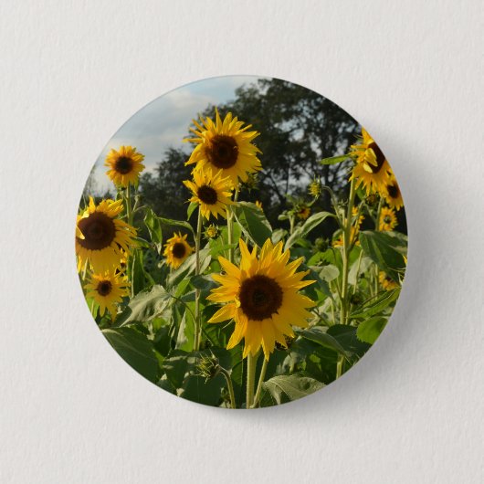 Sonnenblume-Feld Button (Vorderseite)
