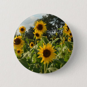 Sonnenblume-Feld Button