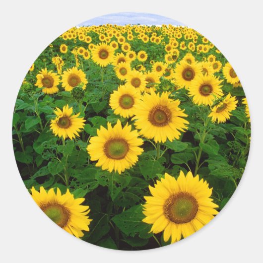 Sonnenblume-Feld-Gelb-Blumen Runder Aufkleber (Vorderseite)