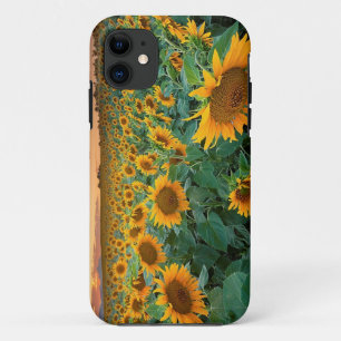 Sonnenblume-Feld in Longmont, Colorado Case-Mate iPhone Hülle