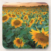 Sonnenblume-Feld in Longmont, Colorado Getränkeuntersetzer (Vorderseite)