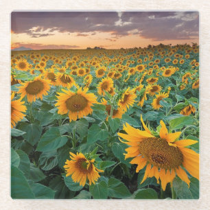 Sonnenblume-Feld in Longmont, Colorado Glasuntersetzer