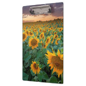 Sonnenblume-Feld in Longmont, Colorado Klemmbrett (Links)