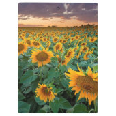 Sonnenblume-Feld in Longmont, Colorado Klemmbrett (Rückseite)