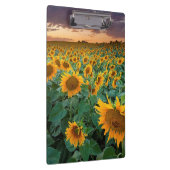 Sonnenblume-Feld in Longmont, Colorado Klemmbrett (Rechts)