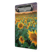 Sonnenblume-Feld in Longmont, Colorado Mini Klemmbrett (Gewinkelt2)