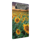 Sonnenblume-Feld in Longmont, Colorado Mini Klemmbrett (Schrägansicht)