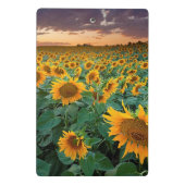 Sonnenblume-Feld in Longmont, Colorado Mini Klemmbrett (Rückseite)