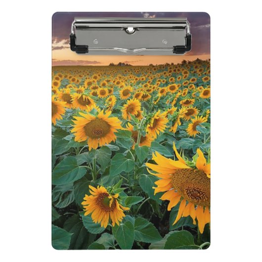 Sonnenblume-Feld in Longmont, Colorado Mini Klemmbrett (Vorderseite)