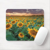 Sonnenblume-Feld in Longmont, Colorado Mousepad (Mit Mouse)