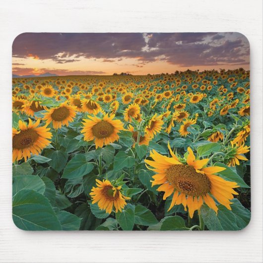 Sonnenblume-Feld in Longmont, Colorado Mousepad (Vorne)