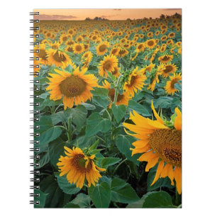 Sonnenblume-Feld in Longmont, Colorado Notizblock