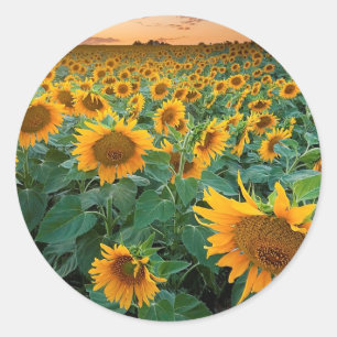 Sonnenblume-Feld in Longmont, Colorado Runder Aufkleber